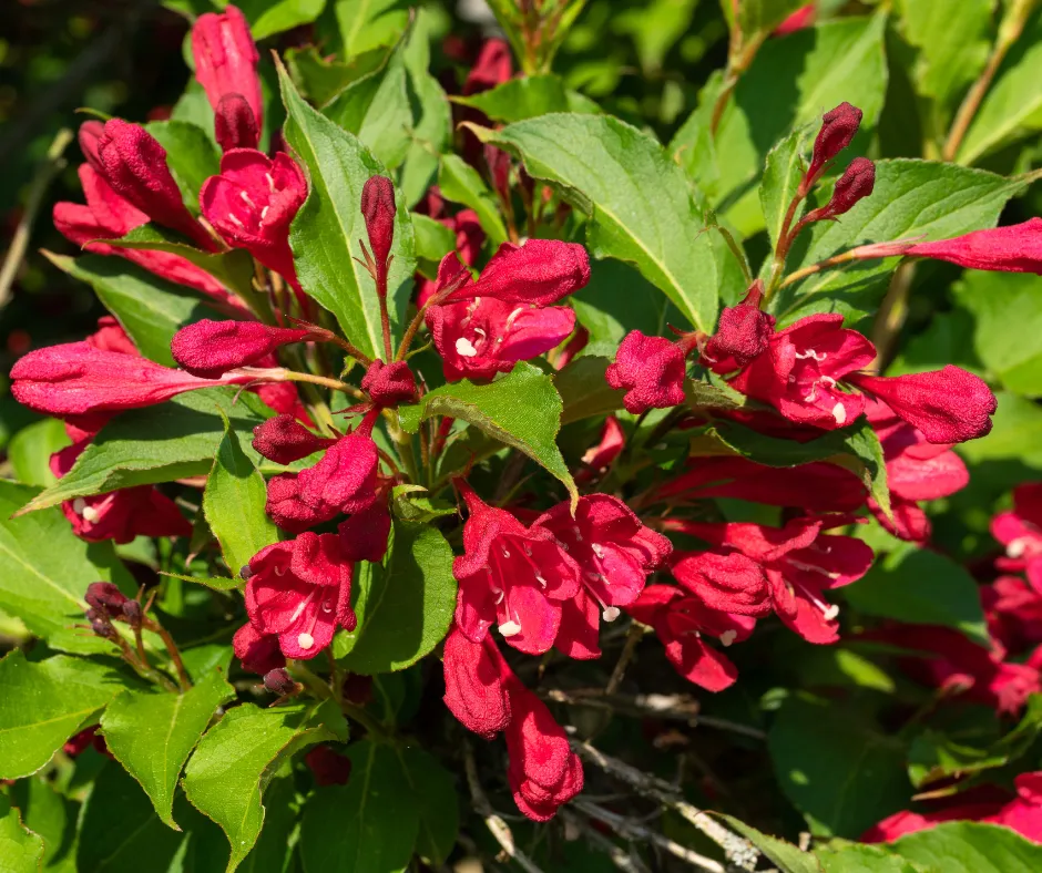 Deer Resistant Shrubs- Weigelas