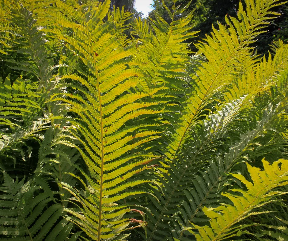 Deer Resistant Shrubs- Ostrich Fern