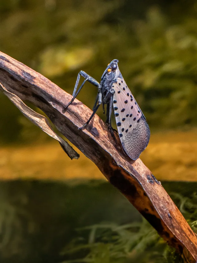 vegetable garden tips