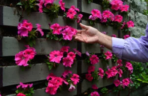 7 Principles Of Landscape Design; contrast; Hand holding bright pink flowers in vertical planter boxes