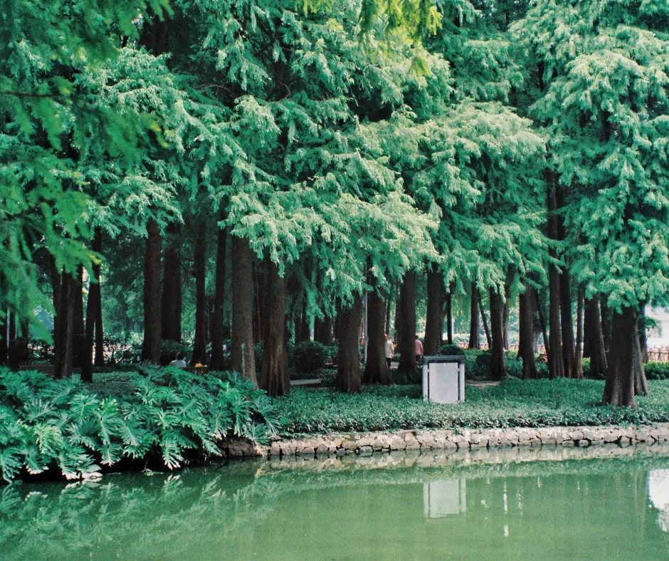 Deciduous Evergreens For Pittsburgh: A cluster of Bald Cypress trees