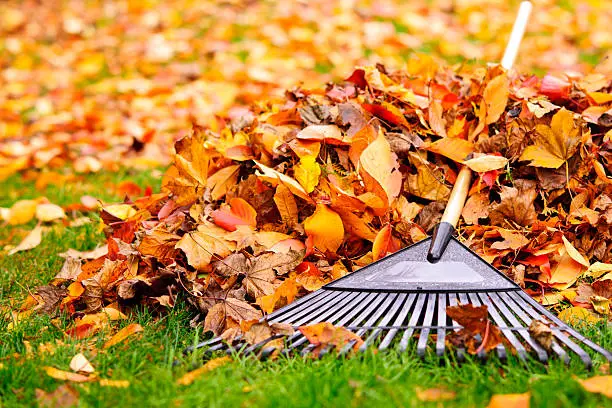 fall landscape cleanup