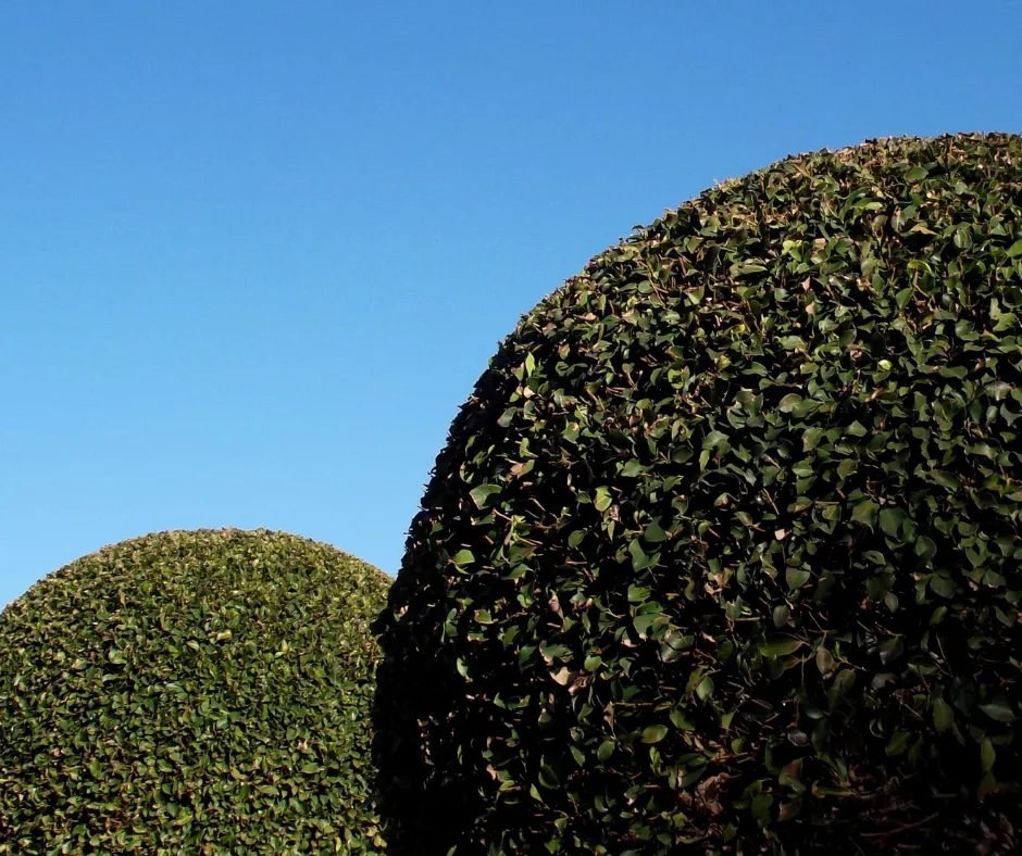 The Ultimate Guide To Pruning Trees In The Winter- Reasons To Prune In The Winter- Nicely trimmed bushes to look circular