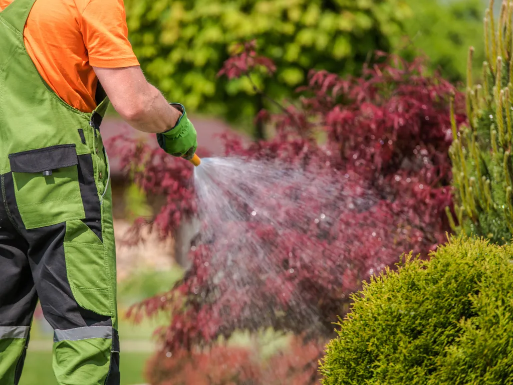 Quick Tips For Hand Watering Plants- watering shrubs