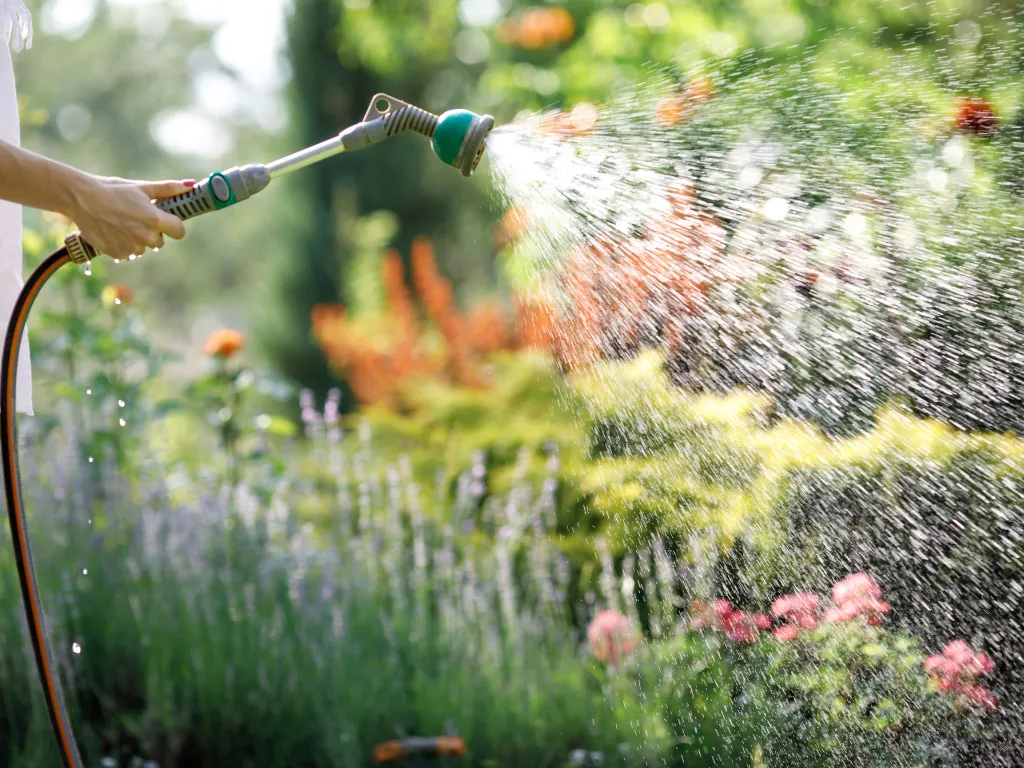 Quick Tips For Hand Watering Plants- watering perrenials