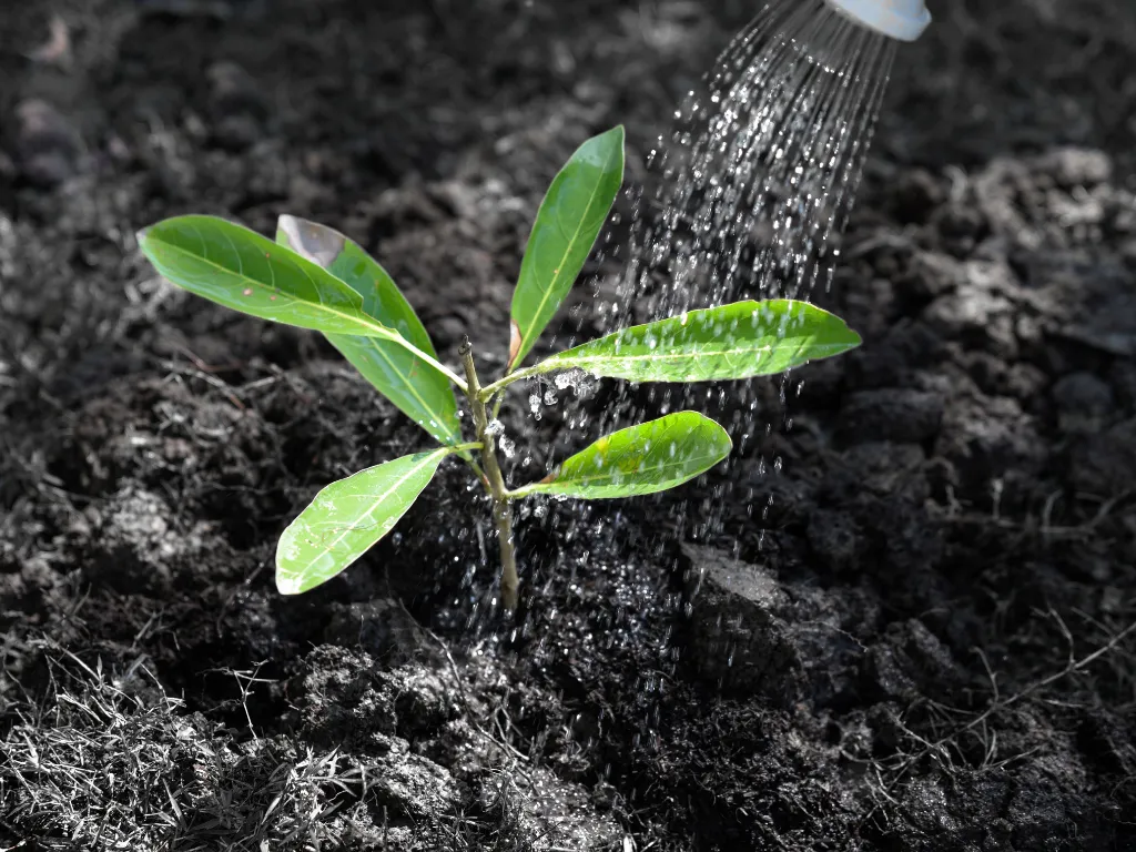 Quick Tips For Hand Watering Plants- Water Tree Saplings