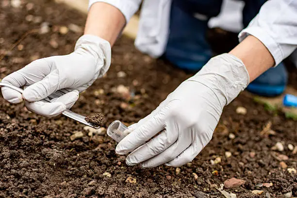 how to prepare soil for planting flowers