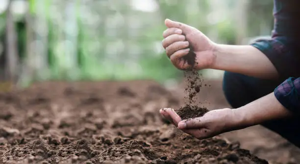 how to prepare soil for planting flowers