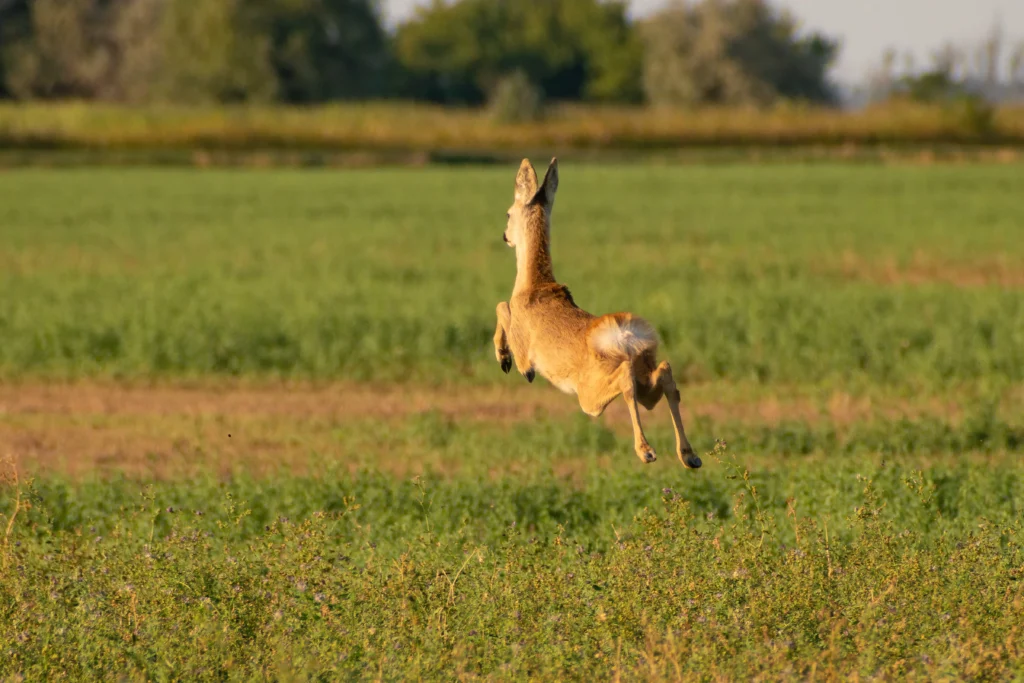 Deer running through feild