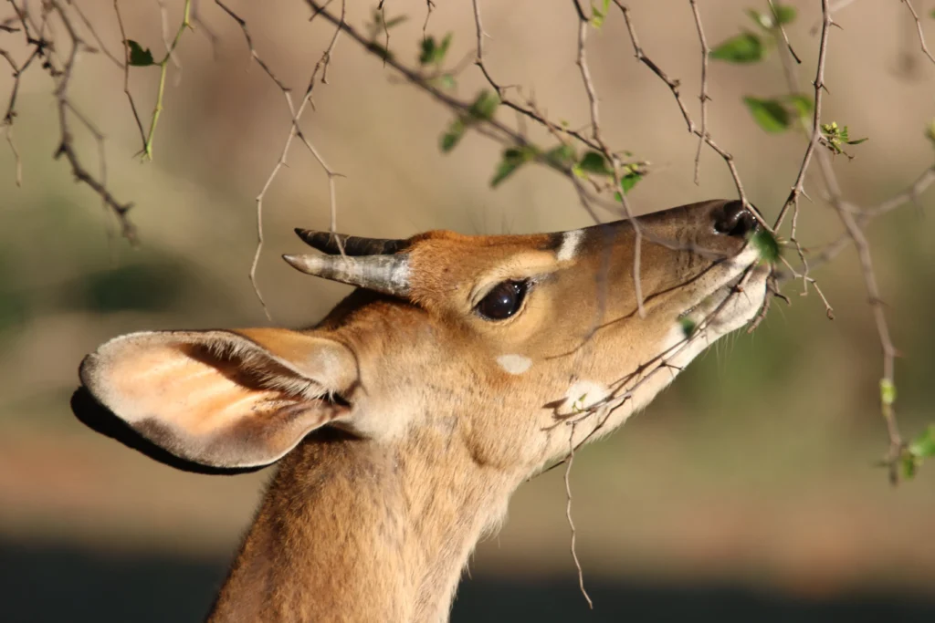 Deer smelling tree branch