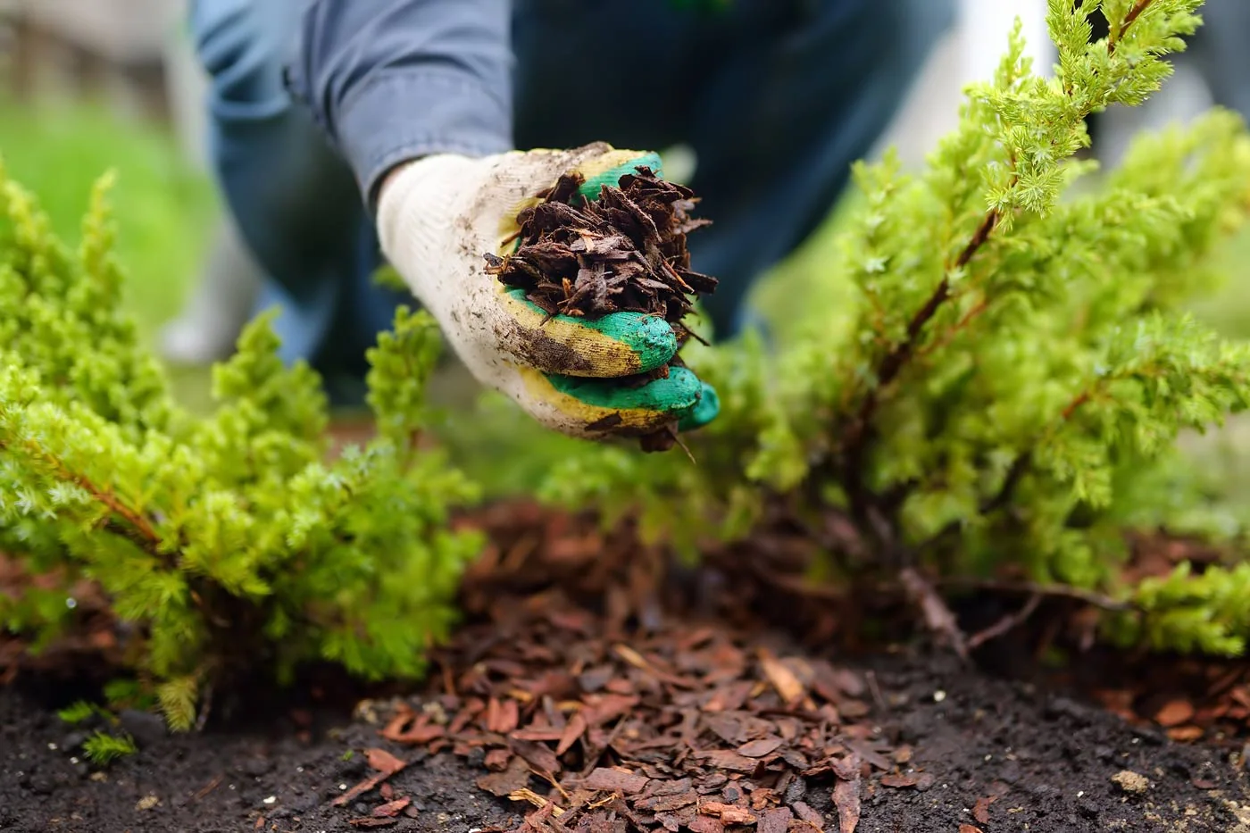 Top Tips To Improve Your Garden's Soil This Winter : Use Mulch