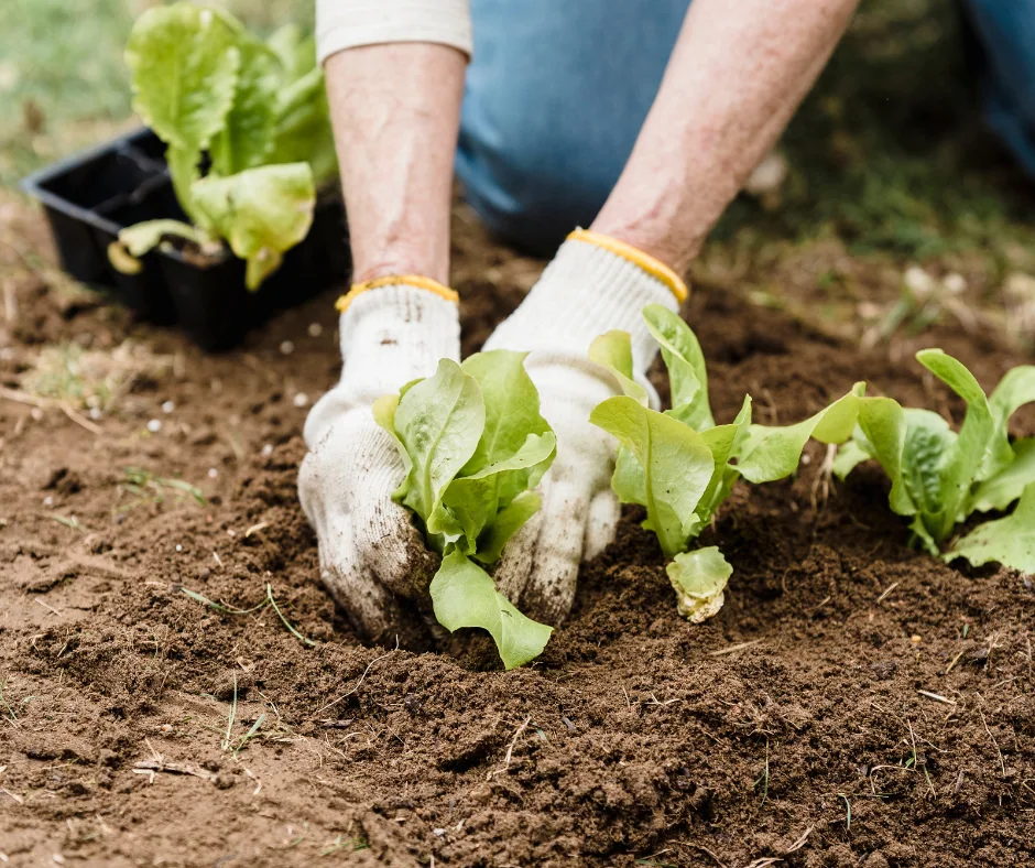 Is it too late to plant cool-season vegetables in Pittsburgh? Someone wearing white garden gloves planting a vegetable in the dirt.