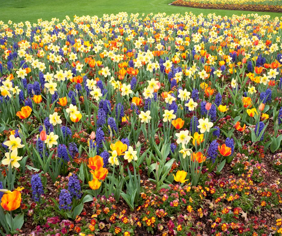 Is it too late to plant flower bulbs in Pittsburgh? A massive flower bed filled with an arrangement of blue, yellow, bright orange, and dark orange flowers.