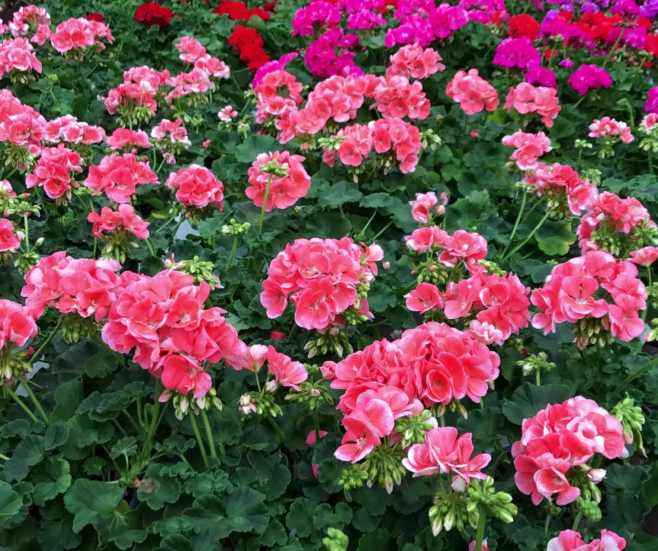 Is it too late to plant annual flowers in Pittsburgh? A close up of pink flowers in a flower bed.