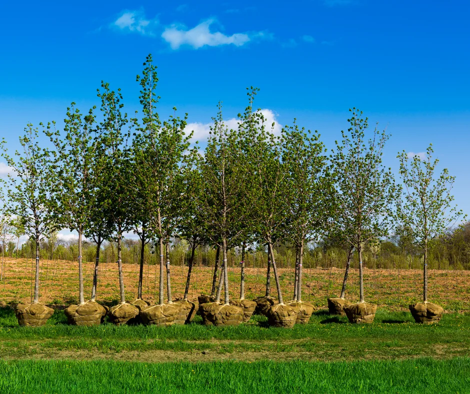 Is it too late to plant trees in Pittsburgh? A group of tree saplings outside on a sunny day.