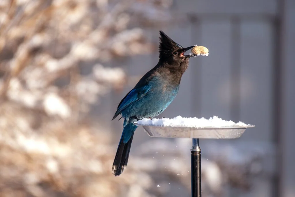 Bird eating a peanut from a bird feeder in the winter