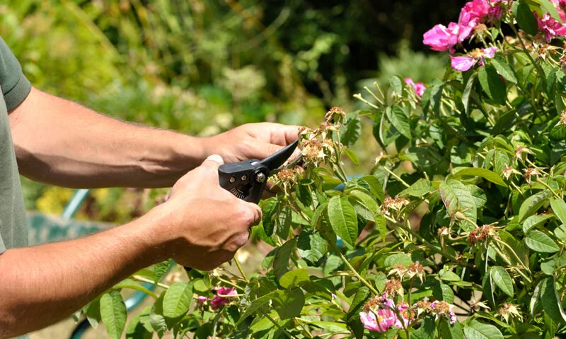 Close up of male hands pruning flower bush