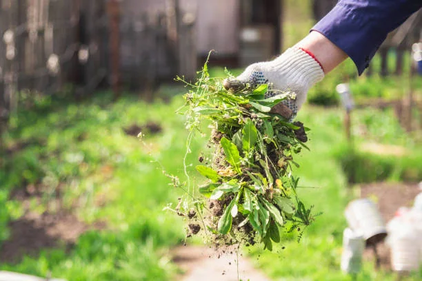 Close up of hand holding weeds in front of garden