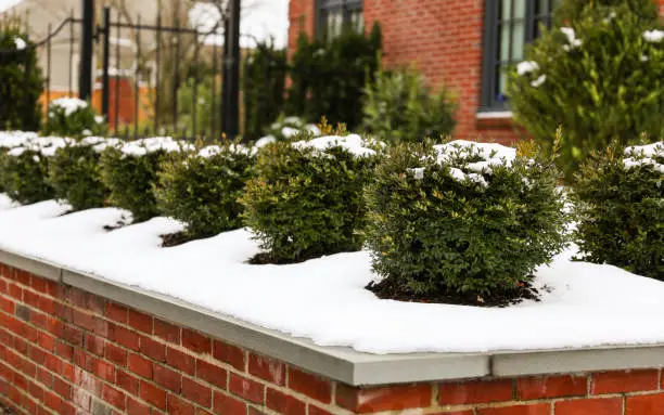 plants for winter landscaping