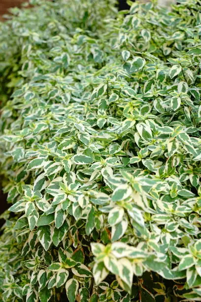 plants for winter landscaping