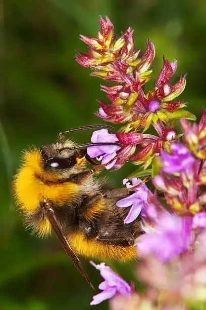 red creeping thyme plant ideas