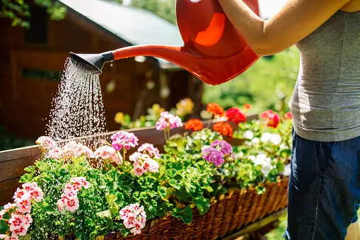 watering summer flowers