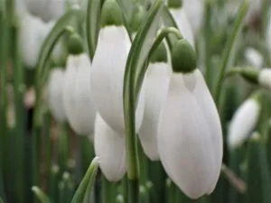 Snowdrops