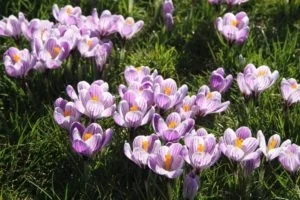 Crocus flowers