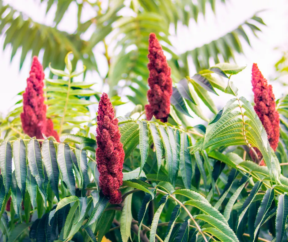 Close up picture of shrubs