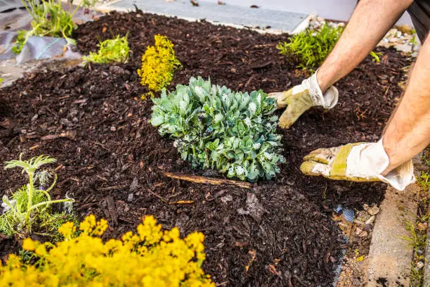 what to do with old mulch