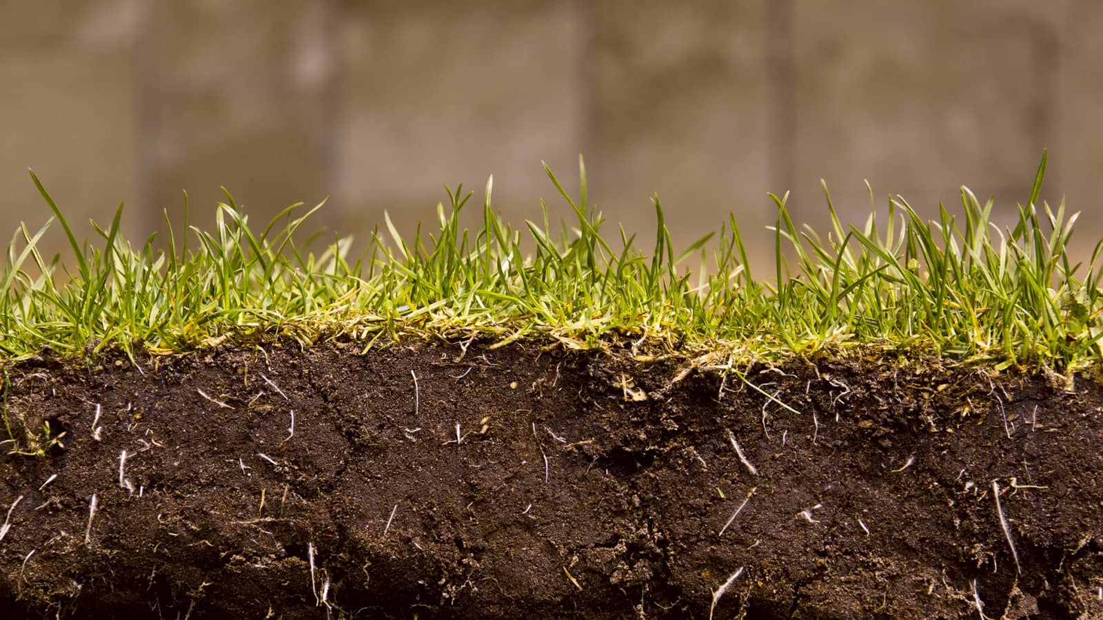 Healthy grass roots and plant health