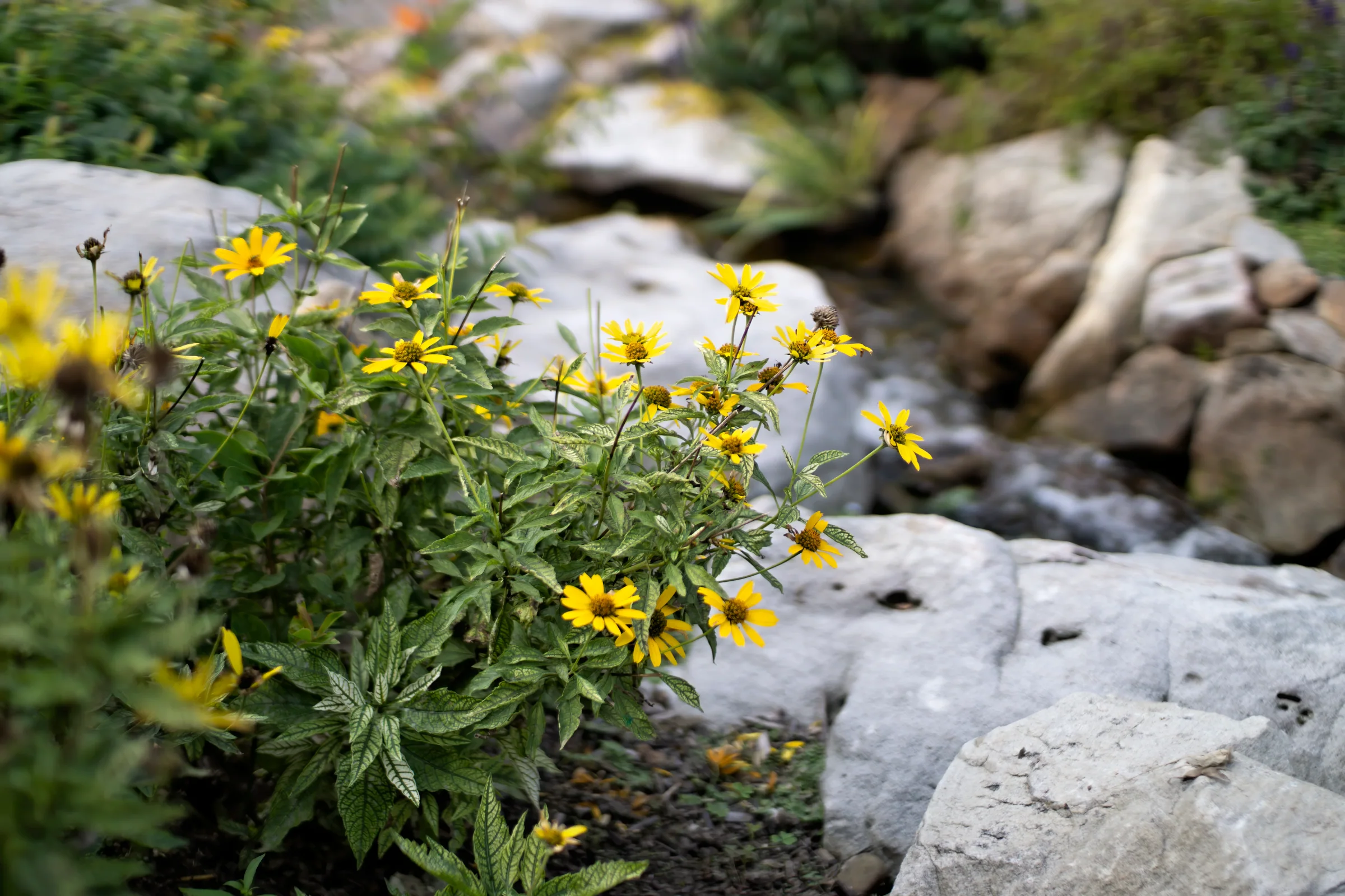 Outdoor living in Plum