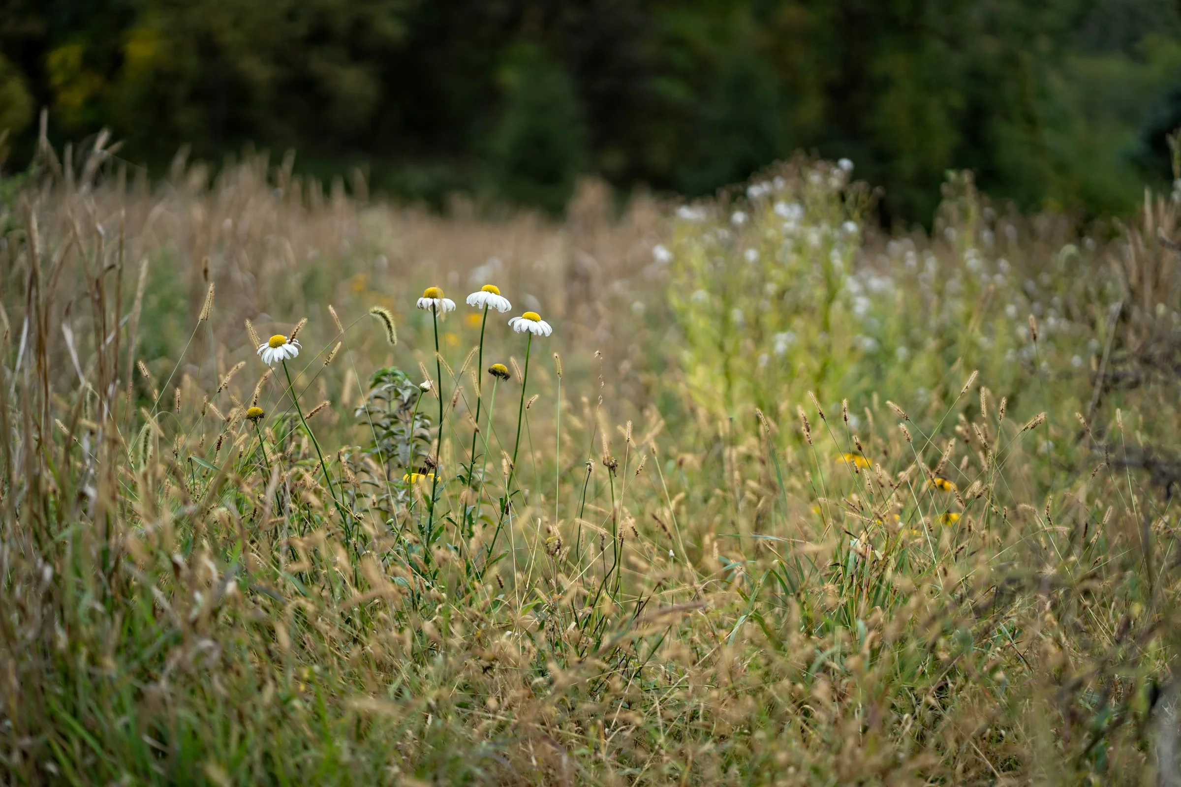 Sustainable Landscapes Pittsburgh