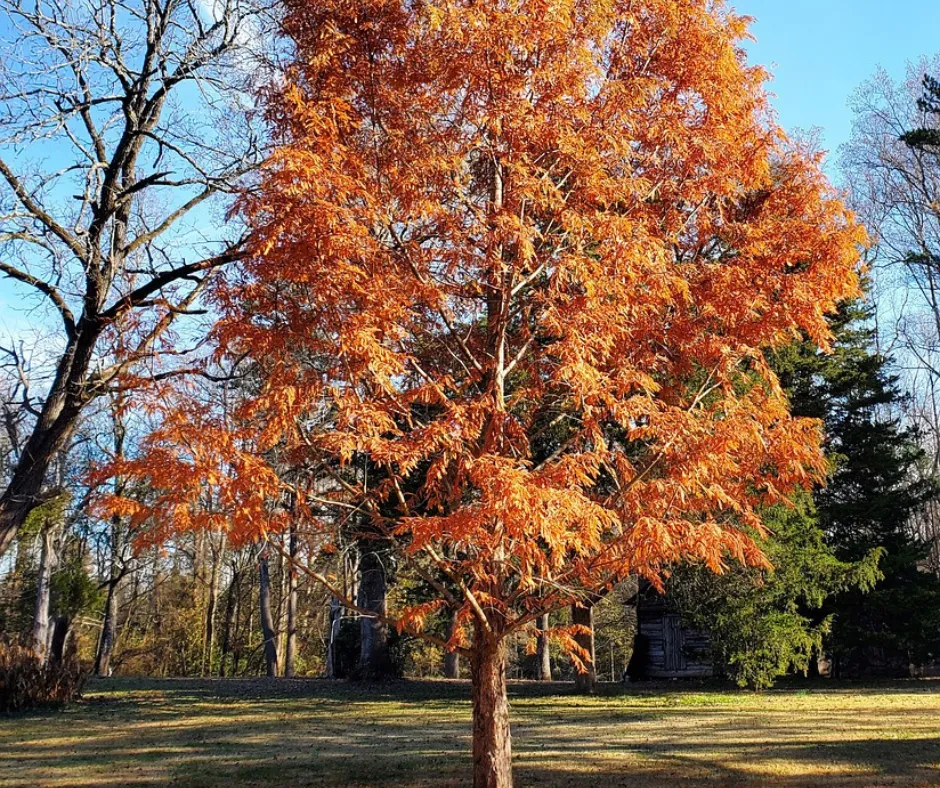 Deciduous Evergreens For Pittsburgh: A Dawn Redwood Tree