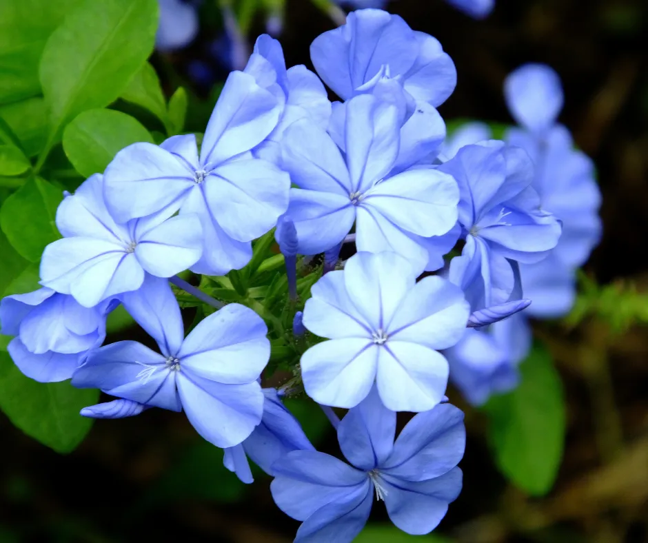 Deer Resistant Shrubs- Plumbago