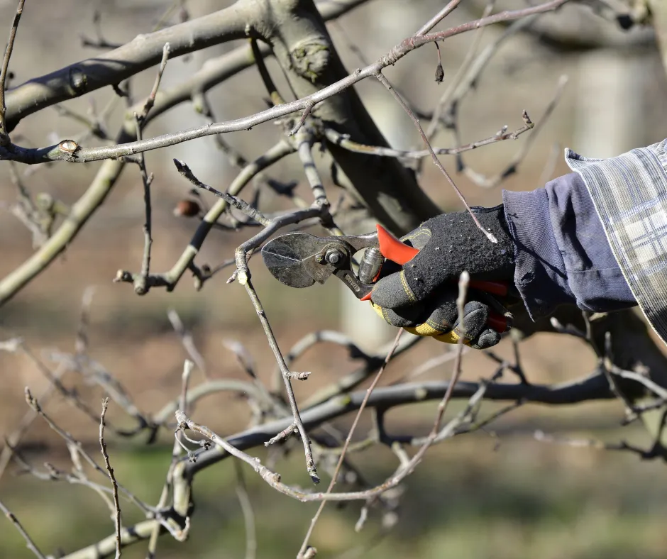 The Ultimate Guide To Pruning Trees In The Winter- The Winter Guide To Pruning Trees In The Winter- Someone pruning their tree branches in the winter while wearing gloves.