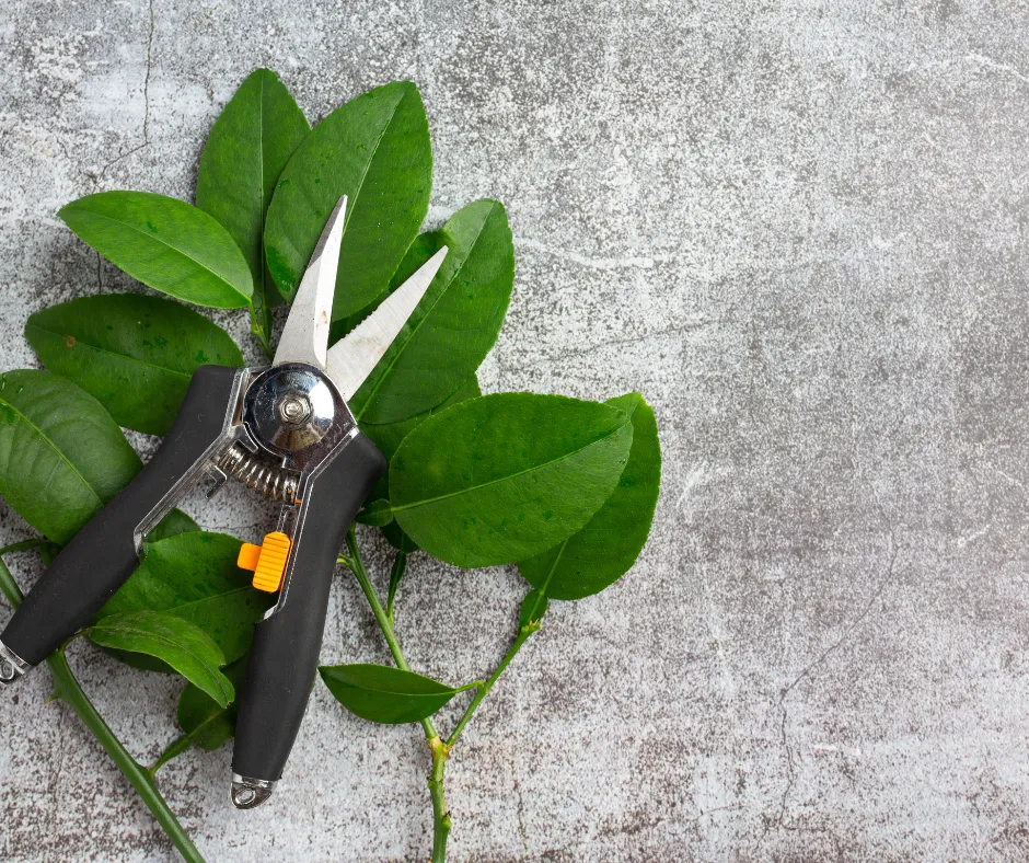 The Ultimate Guide To Pruning Trees In The Winter- The Winter Guide To Pruning Trees In The Winter- A clump of leaves on the ground underneath pruning shears.