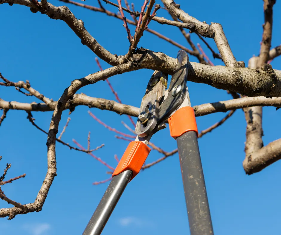The Ultimate Guide To Pruning Trees In The Winter- Reasons To Prune In The Winter- Using pruning shears to cut branches