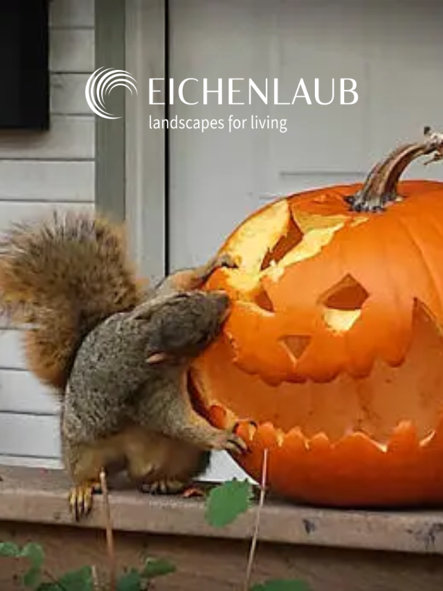 How To Prevent Squirrels From Eating Your Pumpkins